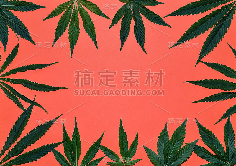 大麻或大麻叶框架。在明亮的背景上用大麻叶子做成的花方形框架。俯视图，平放。模板或模拟。