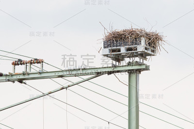 鹳在铁路建筑顶上筑巢