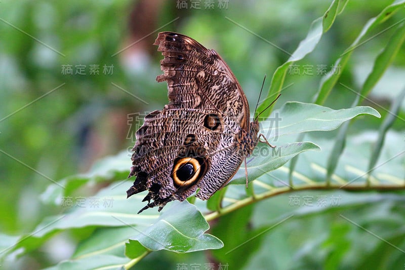 美丽，色彩鲜艳，黄色边缘的巨大猫头鹰蝴蝶发现在大自然坐在叶子上