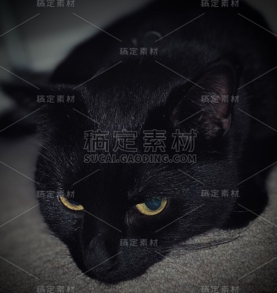 黑色的猫