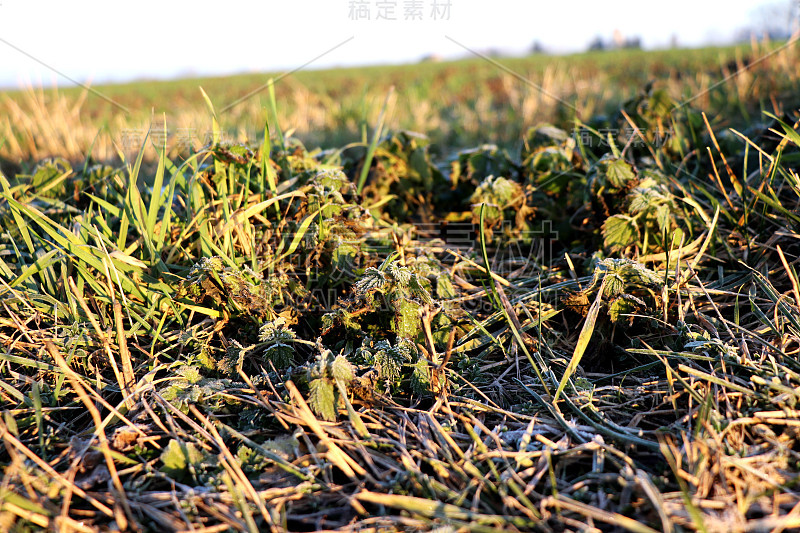 田野上长着美丽的小草