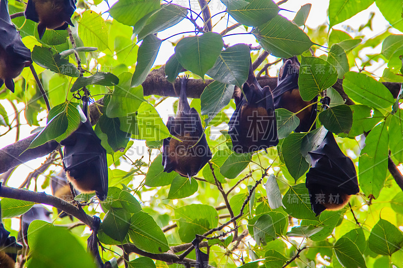 在泰国曼谷的Wat Po，泰国差春骚，用泰语说的Lyle's flying fox, Pteropu