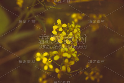 水下花