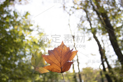 人们拿着干的黄色梧桐树叶子。在森林中撤退。