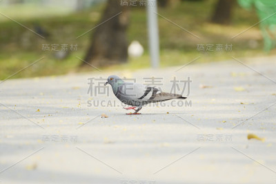 岩鸽