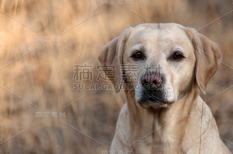 黄色的实验室