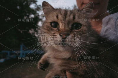 猫的肖像