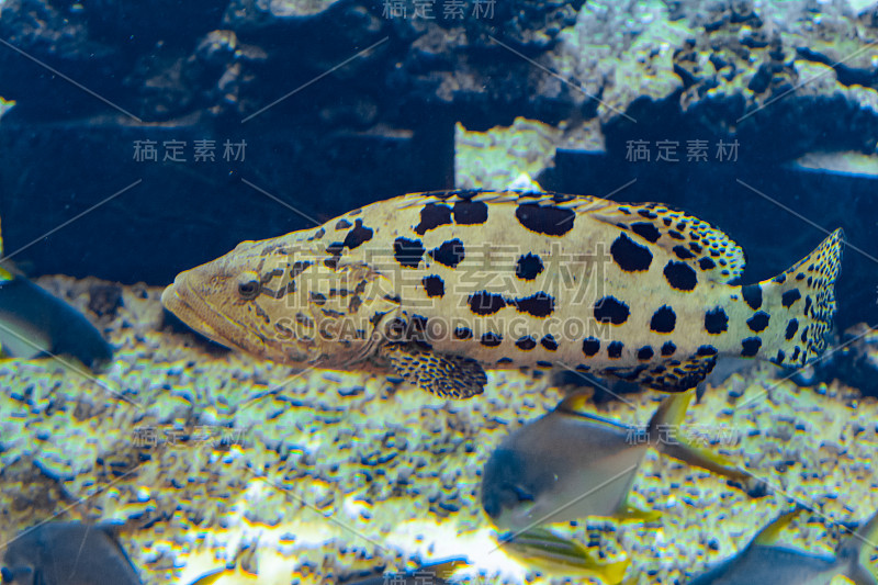 大水族馆中的斑石斑鱼是一种来自太平洋中部东部的石斑鱼。它能长到86厘米长。中国海南三亚。