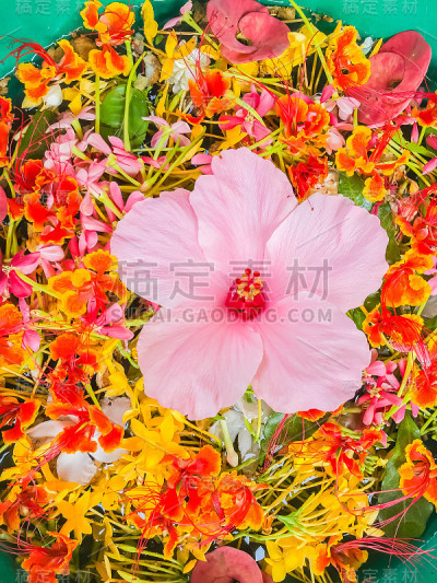 泰国泼水节五彩缤纷的花瓣漂浮在碗中