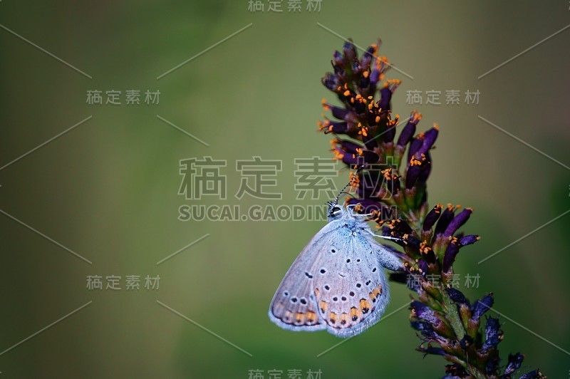 野花里的蝴蝶。花的风景。美丽精致的色彩。