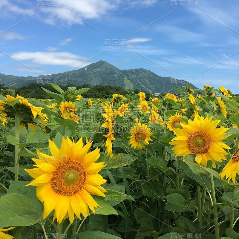 日本北海道的向日葵!