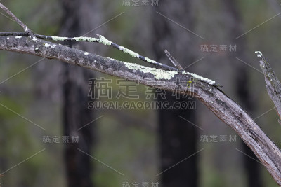 枯黄的树枝上长着绿色的苔藓