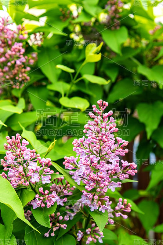 美丽的丁香花在春天盛开。一束带绿叶的丁香花。