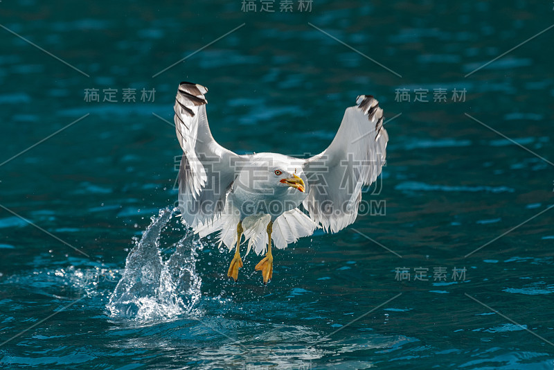 海鸥捉鱼