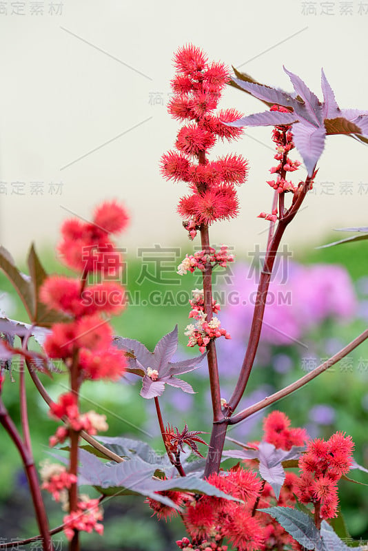 蓖麻属植物，红色多刺的果实和五颜六色的叶子