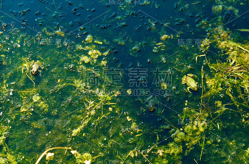 阳光明媚的夏日沼泽上，绿油油的野生青蛙，水中倒影和影子