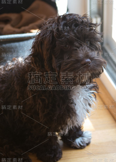 我最好的朋友是一只凤头鹦鹉