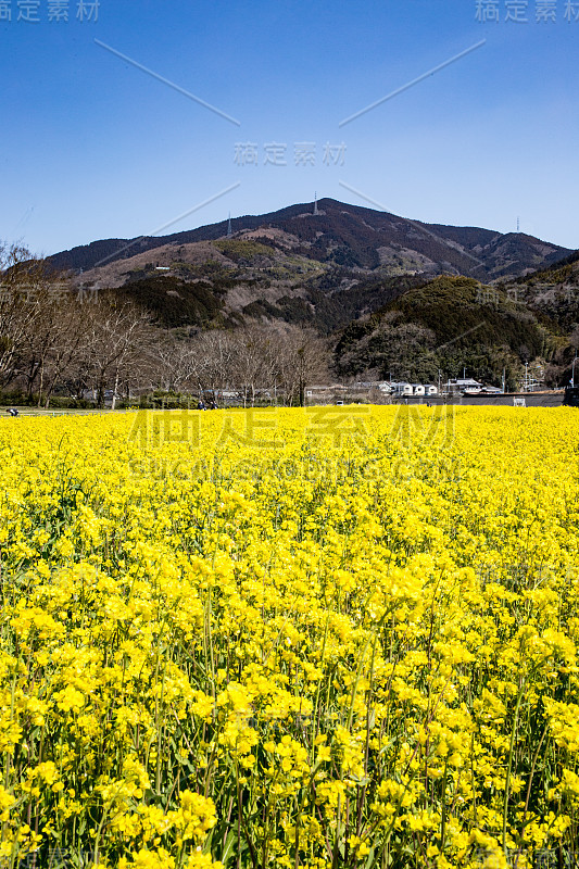 矮花田(日本爱媛县小津市)