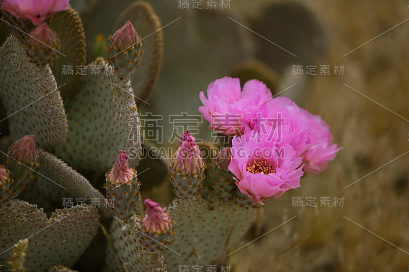 粉红仙人掌的花