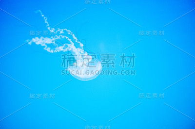 小水母漂浮在水里