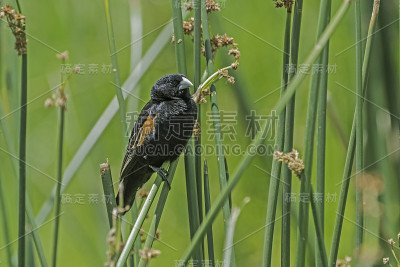 扇尾寡妇鸟(Euplectes axillaris)，又称红肩寡妇鸟，是鸟科的一种。恩戈罗戈罗保护区