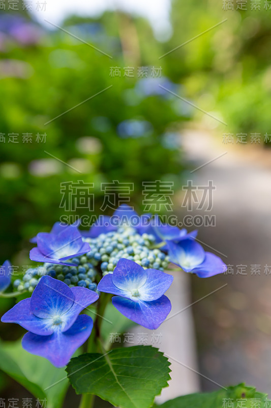 绣球花