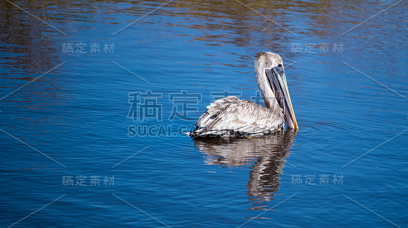 海中的滨鸟