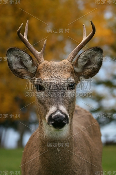 白尾巴克