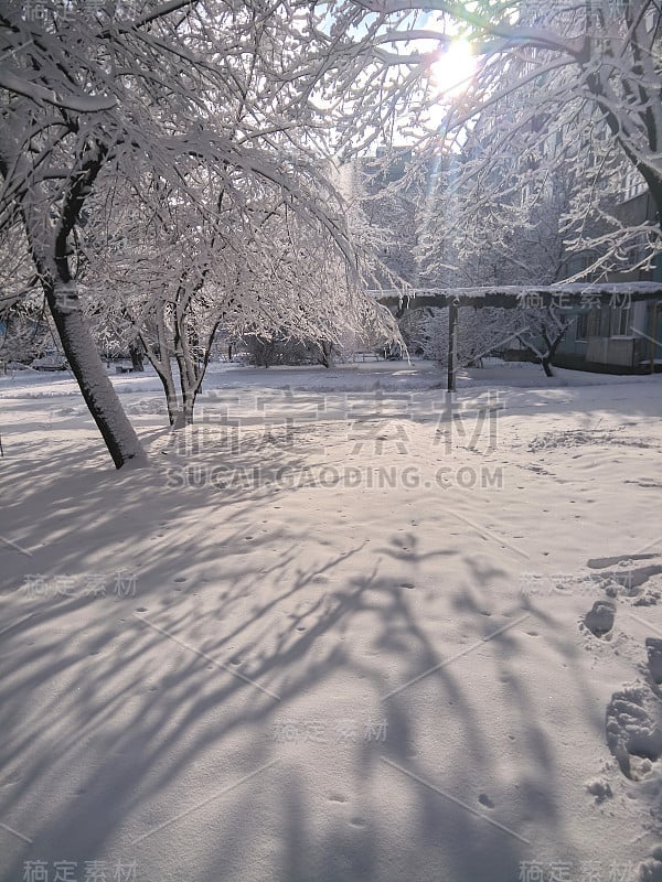 树在雪中，俄罗斯的冬天，阳光和雪，冬天的景色，融雪，潮湿的雪覆盖在树林里的树