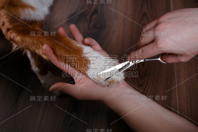 削减的爪子。修指甲和修脚