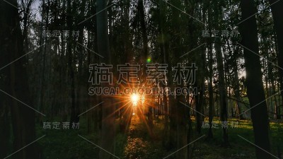 阳光穿过森林