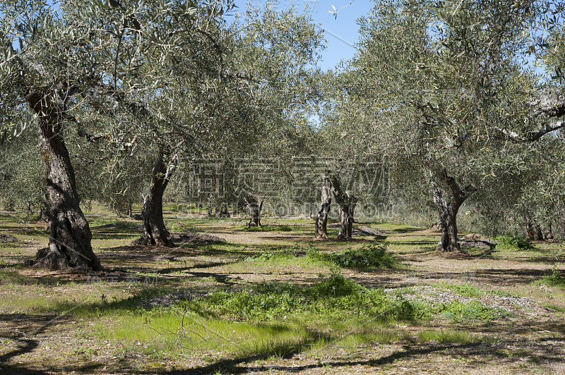 西班牙extra amadura，栓子的Olive Grove。