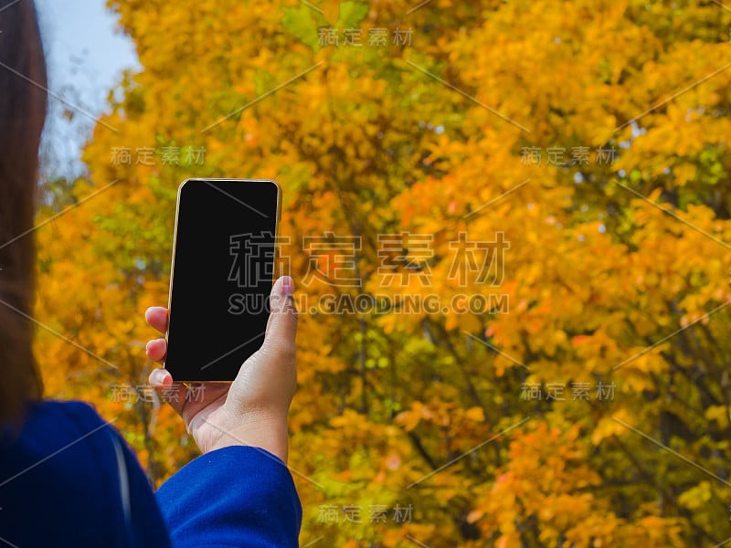 一个女人用手机拍树叶的照片