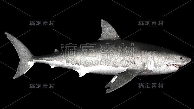 大白鲨被隔离。侧角3D渲染