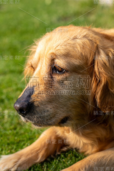 美丽的金毛猎犬在花园里的绿草上
