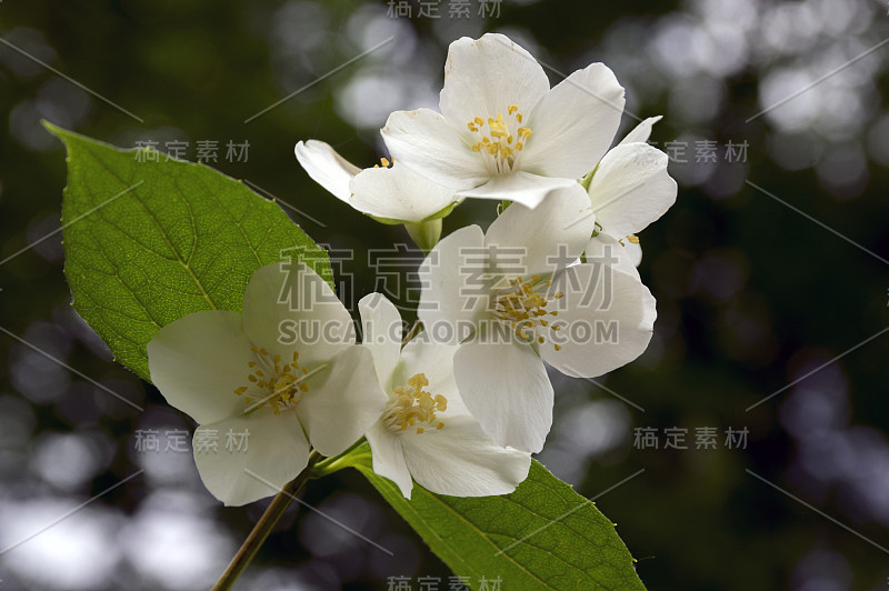 冠状花费城甜似桔黄色白色花在灌木枝上盛开，开花的英国山茱萸观赏植物