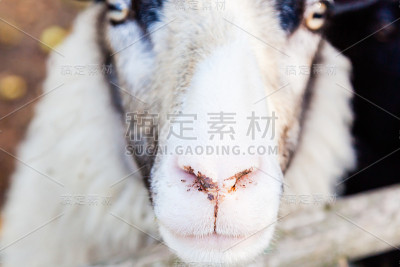 羊鼻子