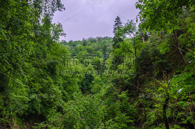 夏季山地森林与叶树在高卡斯，梅斯梅