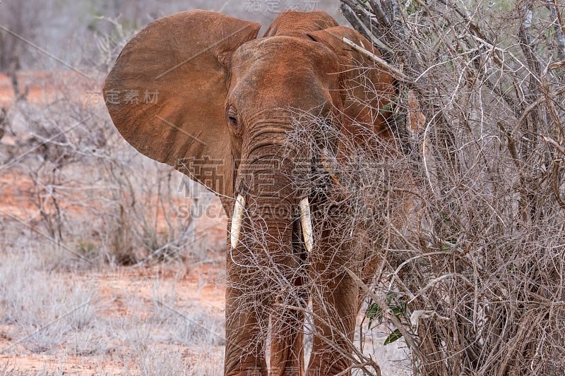 非洲大象- Tsavo East，肯尼亚