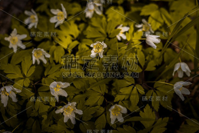 大自然的春天