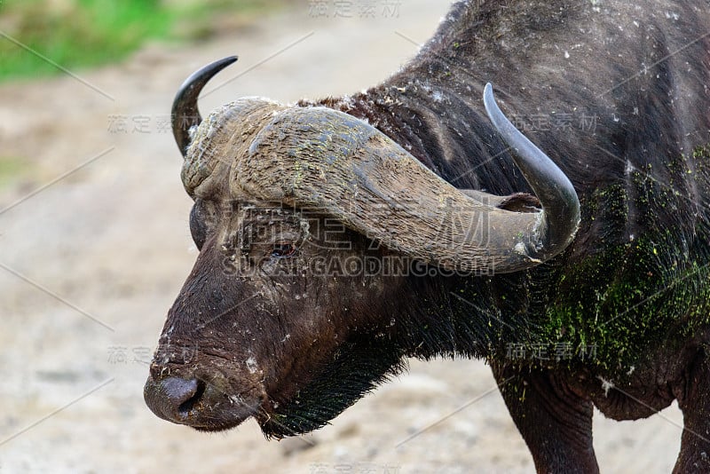 非洲水牛或Cape buffalo (Syncerus caffer)