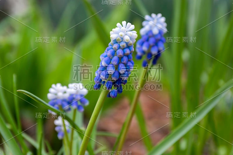 杏树开花植物，蓝色的春天球茎葡萄风信子花在花园里盛开