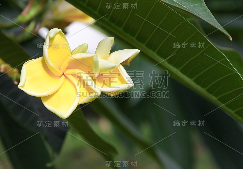 鸡蛋花花沙漠玫瑰黄美丽树上，选择性焦点(学名，夹竹桃科，鸡蛋花，宝塔，寺庙)