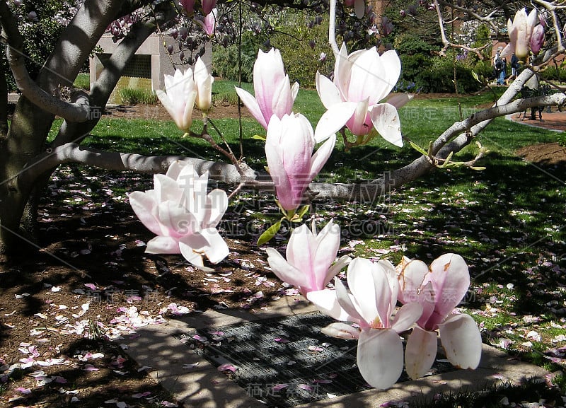 2010年华盛顿木兰开花