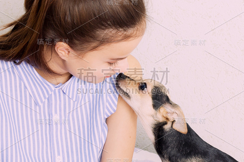 狗玩具小猎犬拥抱并亲吻女主人