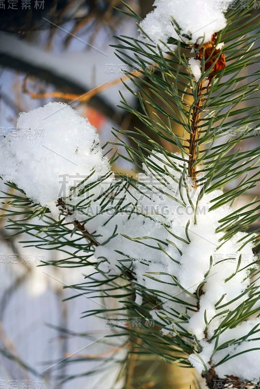 松枝在冬天的森林里的雪地里