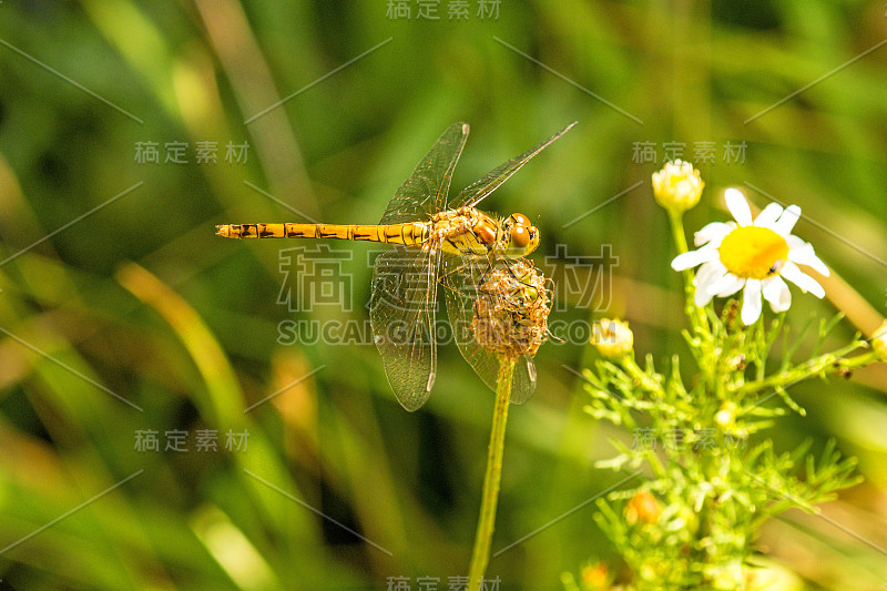 黑尾skimmer, Orthetrum cancellatum, female