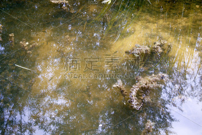 野花香槟乡村
