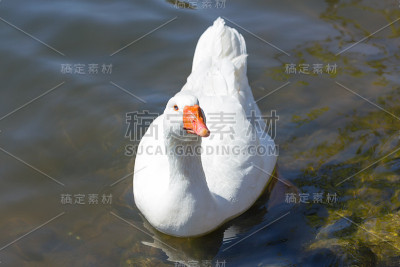 英国德文郡水中白鹅