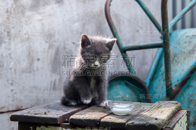 小猫喝牛奶